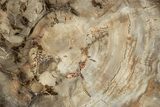 Polished Petrified Wood (Araucaria) Round - Madagascar #358039-1
